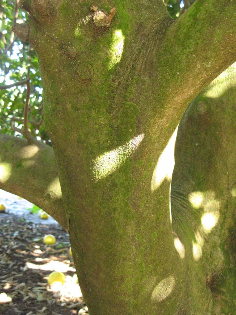              Bark (Winter Haven, FL)       